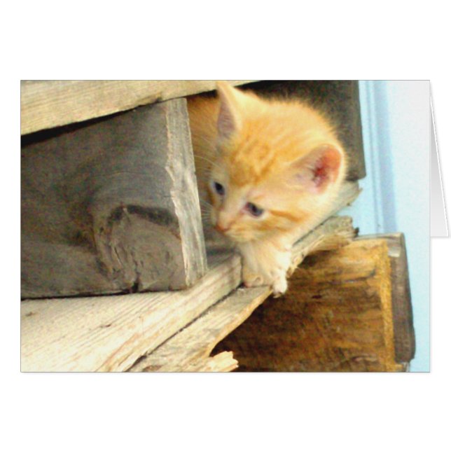 ニャーキャッツ1 (正面横)