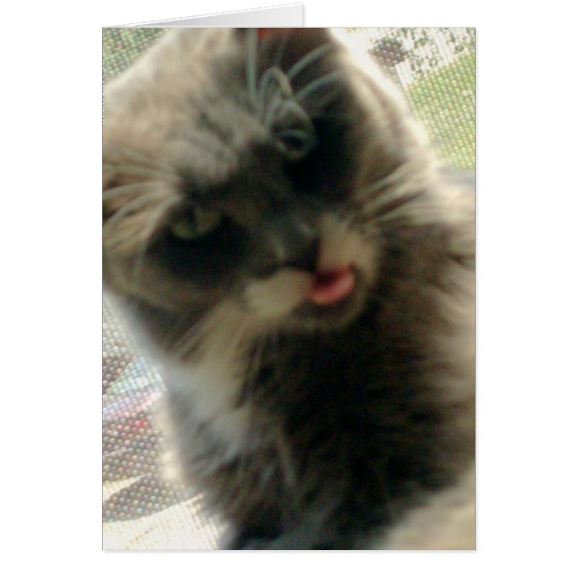 ニャーキャッツ2 (正面)