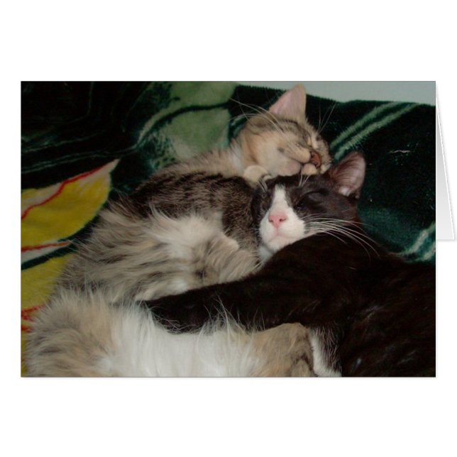 ニャーキャッツ3 (正面横)