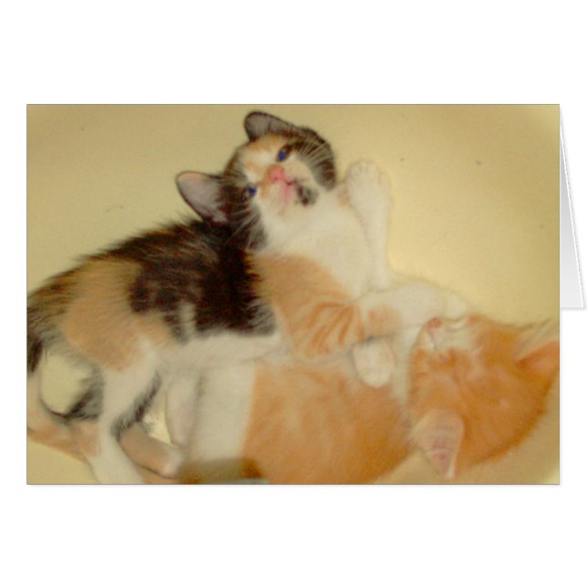 ニャーキャッツ5 (正面横)