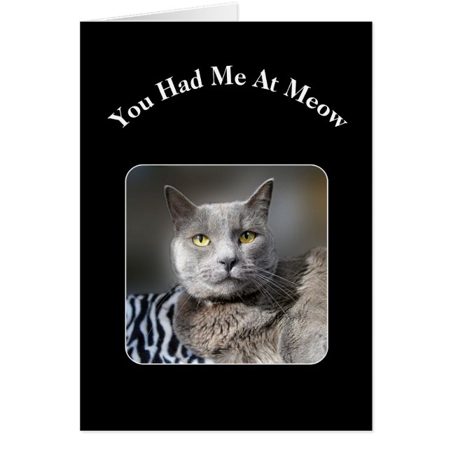 ニャー・ブルーロシアのネコ (正面)