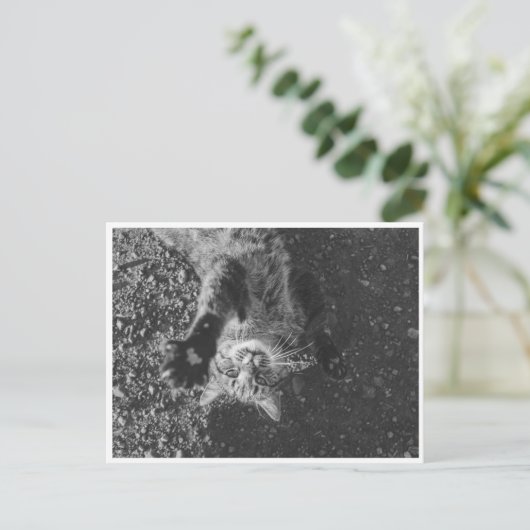 ニャー ポストカード (スタンド正面)