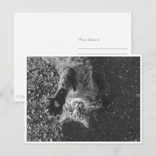 ニャー ポストカード (正面/裏面)