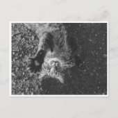 ニャー ポストカード (正面)