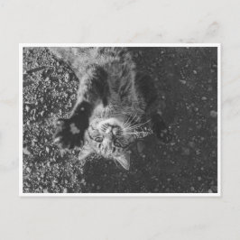 ニャー ポストカード