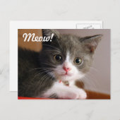 ニャー！ ポストカード (正面/裏面)