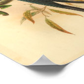 ニューアイルランドドロンゴブルーヴィンテージキャットバードプリント ポスター (角)