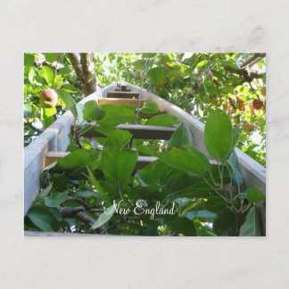 ニューイングランドでのリンゴの摘み ポストカード