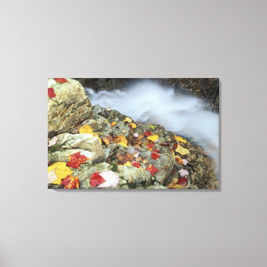 ニューイングランドの北米、米国、NH、秋。 キャンバスプリント (正面)