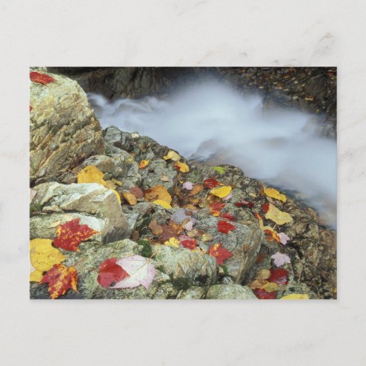 ニューイングランドの北米、米国、NH、秋。 ポストカード (正面)
