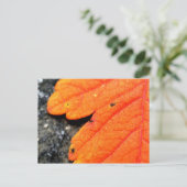 ニューイングランドの秋 ポストカード (スタンド正面)