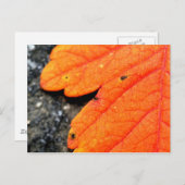 ニューイングランドの秋 ポストカード (正面/裏面)