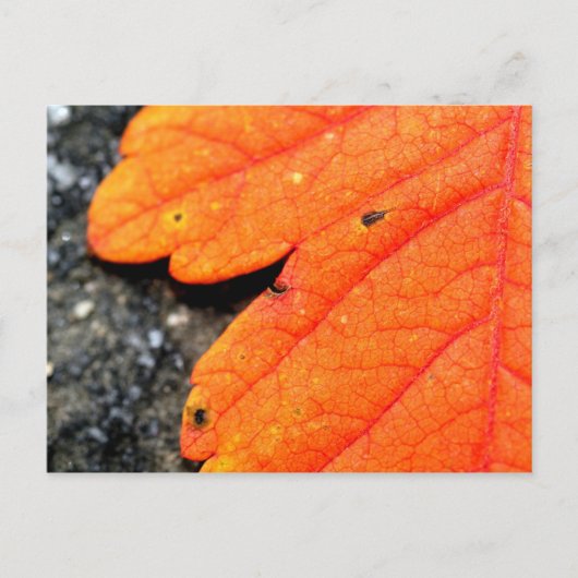 ニューイングランドの秋 ポストカード (正面)