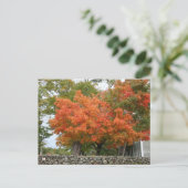 ニューイングランドの紅葉 ポストカード (スタンド正面)
