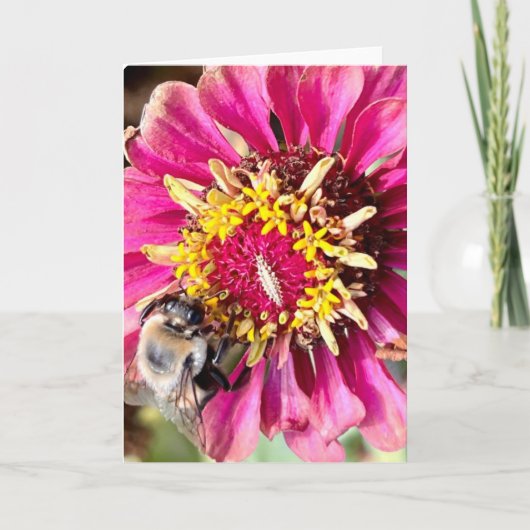 ニューイングランドの花の写真を使った無地のグリーティングカード カード (正面)