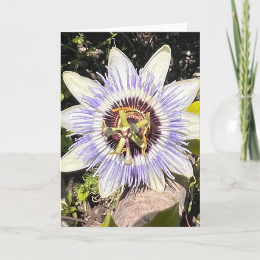 ニューイングランドの花の写真を使った無地のグリーティングカード カード (正面)