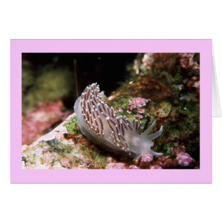 ニューイングランドAeolid