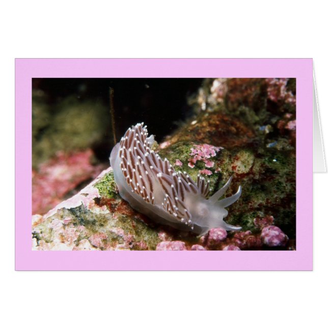 ニューイングランドAeolid (正面横)