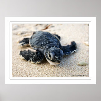 ニューカメ ポスター