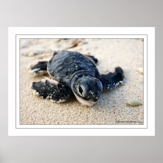 ニューカメ ポスター (正面)