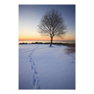 ニューキャスルコモンの新雪に立つ一本の木 フォトプリント