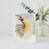 『ニューギニアの鳥』より極楽鳥 ポストカード (スタンド正面)