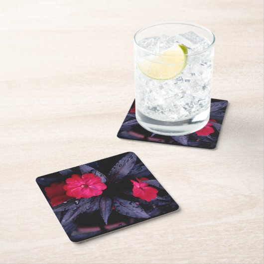 ニューギニアインパティエンス紙コースター スクエアペーパーコースター (インサイチュ)