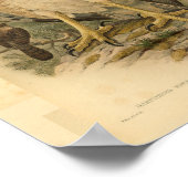 ニューギニアハーピーイーグルバードカラーヴィンテージプリント ポスター (角)