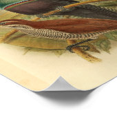 ニューギニアブルーライフルバードヴィンテージプリント ポスター (角)