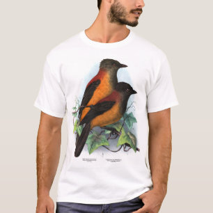 ニューギニア:ピトウイ種2種 Tシャツ