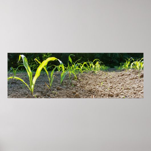 ニューコーン ポスター (正面)