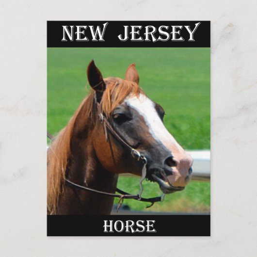 ニュージャージーの馬 ポストカード (正面)