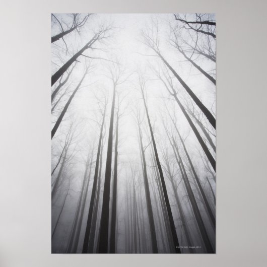 ニュージャージー州の霧の中の冬の森 ポスター (正面)