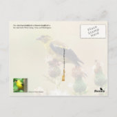 ニュージャージー州バード – 東ゴールドフィンチ ポストカード (裏面)