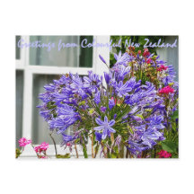 ニュージーランドからのご挨拶