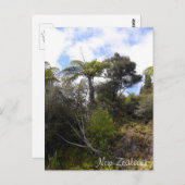 ニュージーランドのジャングル、シダの木、先住民林 ポストカード (正面/裏面)