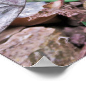 ニュージーランドのトカゲ：タタラ ポスター (角)