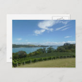 ニュージーランドのブドウ園 ポストカード (正面/裏面)
