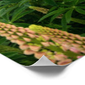 ニュージーランドのルパン・フィールド ポスター (角)