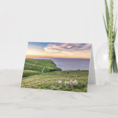 ニュージーランドの羊 |クリストチャーチ風景 | NZ サンキューカード (裏面)