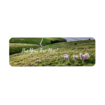 ニュージーランドの羊 |クリストチャーチ風景 | NZ