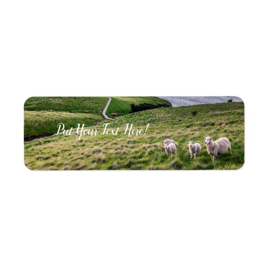 ニュージーランドの羊 |クリストチャーチ風景 | NZ ラベル (正面)