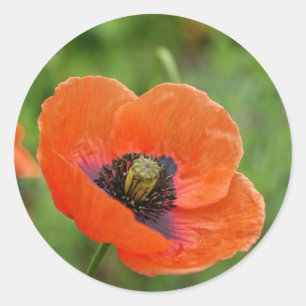 ニュージーランドの野生のオレンジのケシの花 ラウンドシール