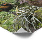 ニュージーランドの鳥の識別ポスター ポスター (角)