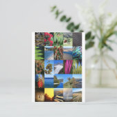 ニュージーランドキウィアナ自然シーン ポストカード (スタンド正面)