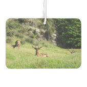 ニュージーランドスタッグ カーエアーフレッシュナー (裏面)