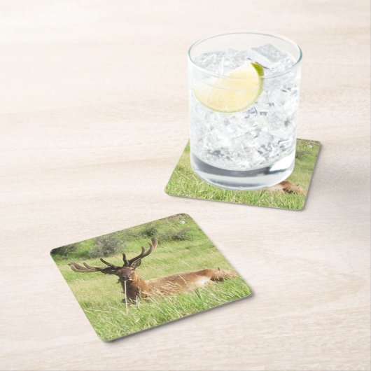 ニュージーランドスタッグ スクエアペーパーコースター (インサイチュ)