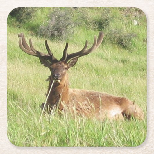 ニュージーランドスタッグ スクエアペーパーコースター (正面)