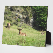 ニュージーランドスタッグ フォトプラーク (側面)