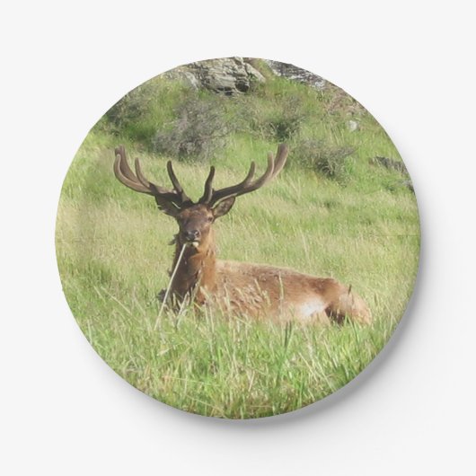 ニュージーランドスタッグ ペーパープレート (正面)